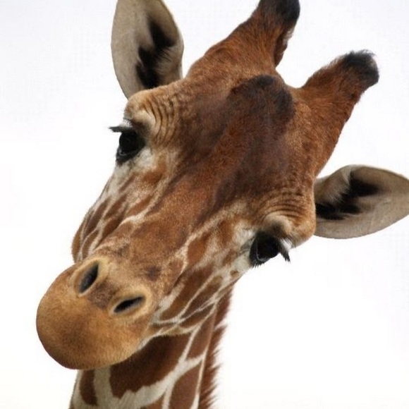 Meet your Posher, Deb - Picture 1 of 1